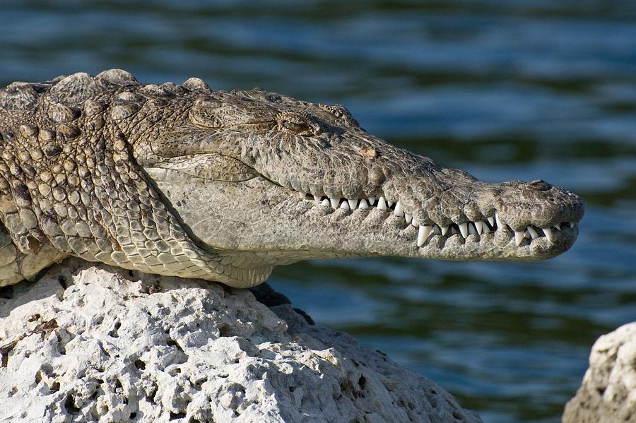 American Crocodile Photograph by Tilen Hrovatic