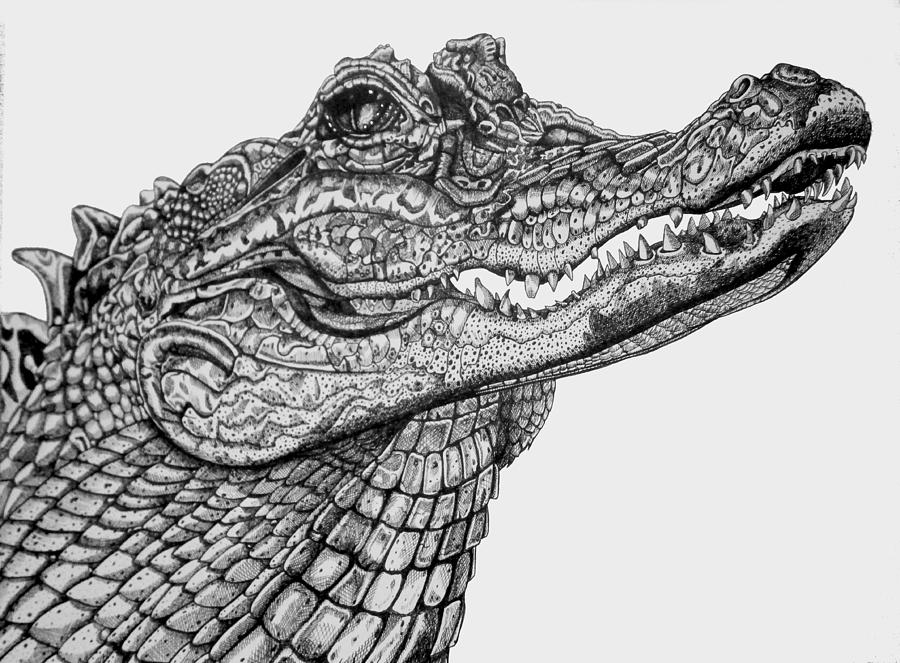 American Crocodile. Drawing by Tracey Gurr BA Hons Fine Art America