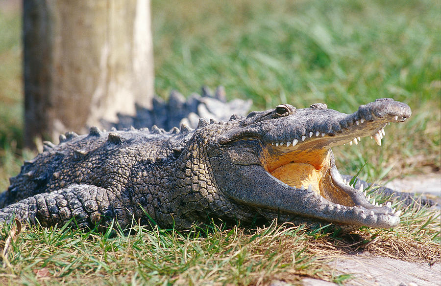American Crocodile With Mouth Open Photograph by Millard H. Sharp