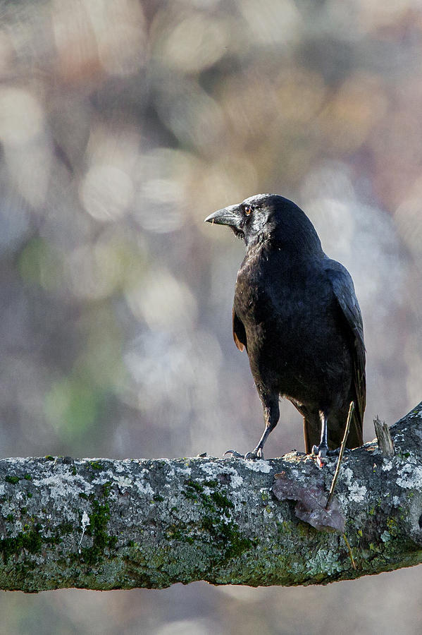 American Crow Photograph by Bill Wakeley
