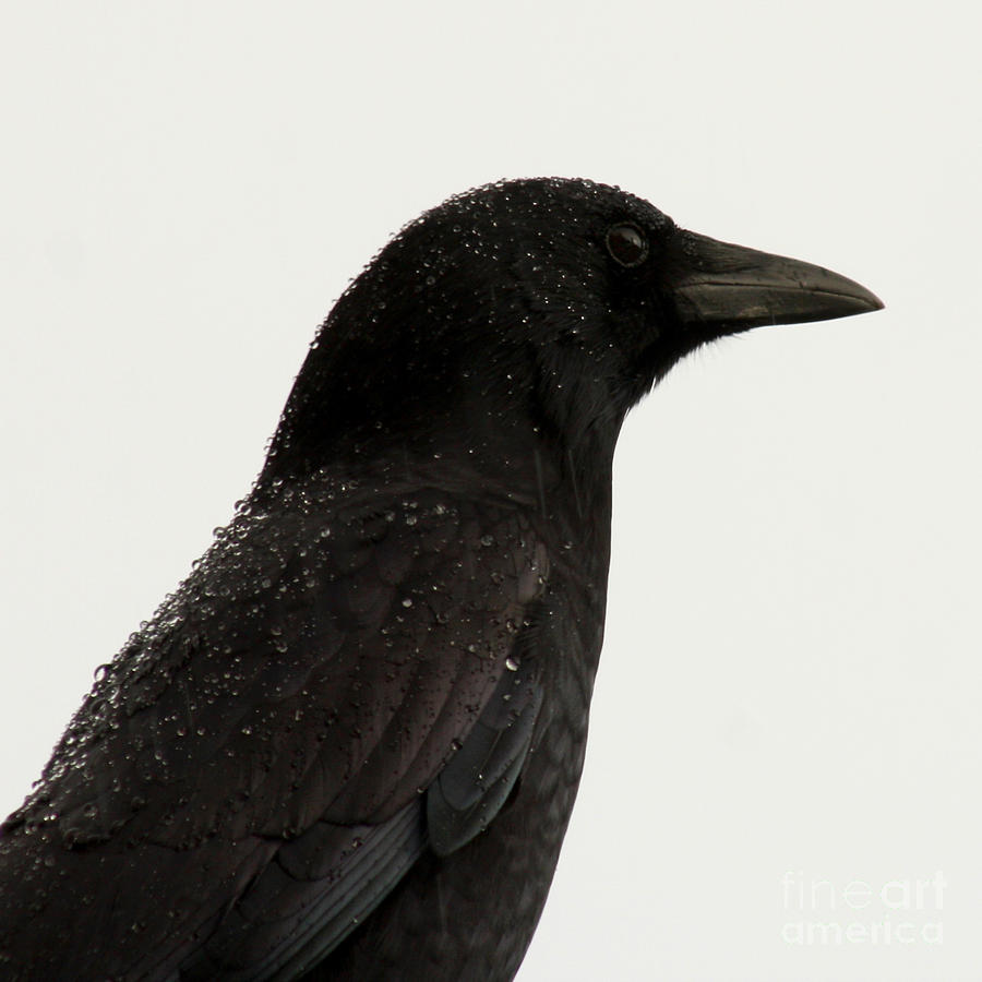 Crow Photograph - American Crow - Black on White by Bob and Jan Shriner