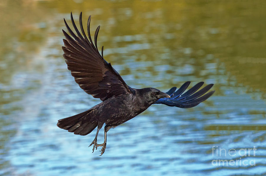 Bird Photograph - American Crow Flying Over Water by Anthony Mercieca