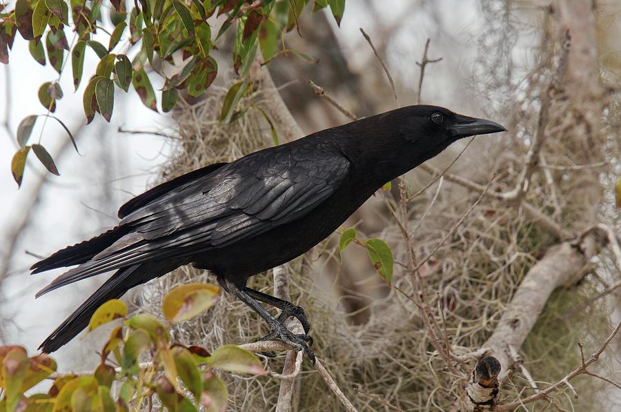 American Crow In A Tree Photograph by Bob Gibbons - Fine Art America