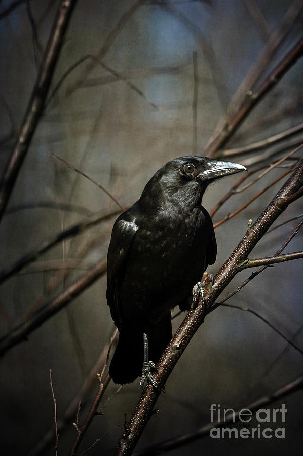 American Crow Photograph by Lois Bryan