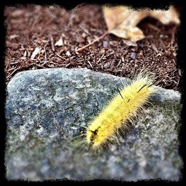 American Dagger Moth Caterpillar Photograph by Teresa Mucha