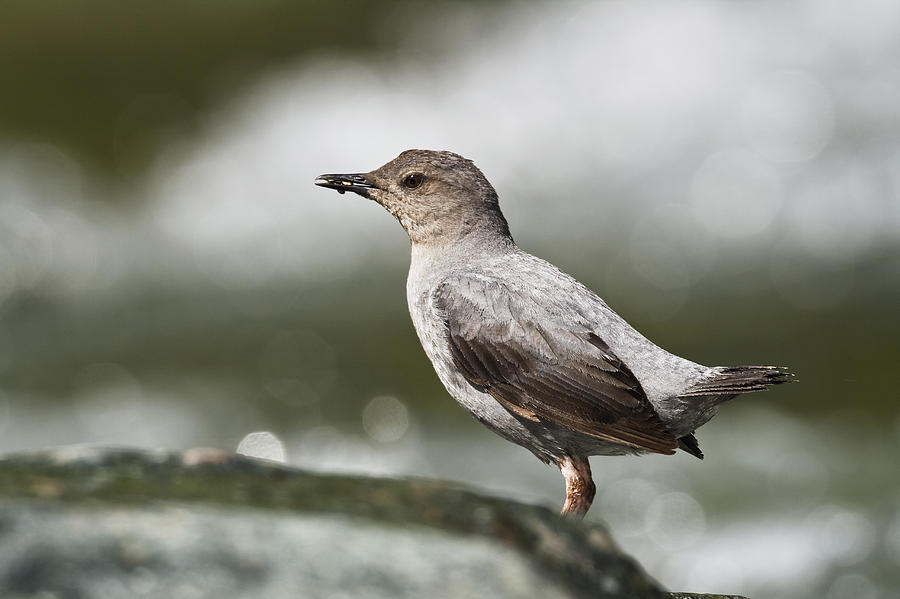 American Dipper Foraging Costa Rica Photograph by Konrad Wothe