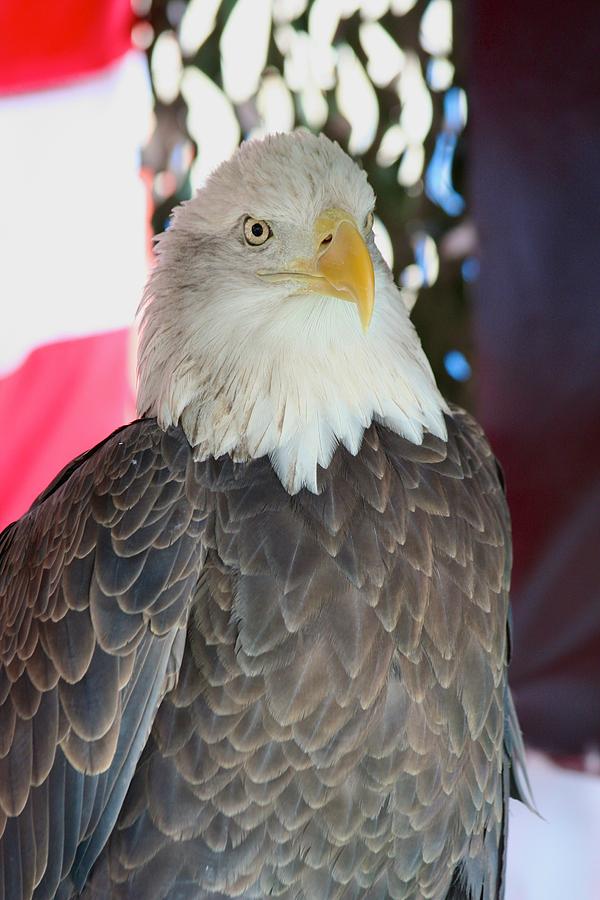 American Eagle Photograph by Allan Morrison