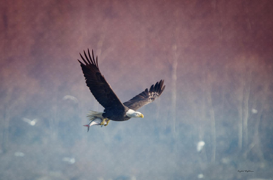 Eagle Photograph - American Eagle by Crystal Wightman