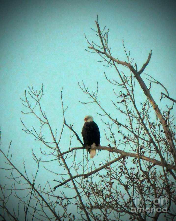 American Eagle Photograph by Desiree Paquette