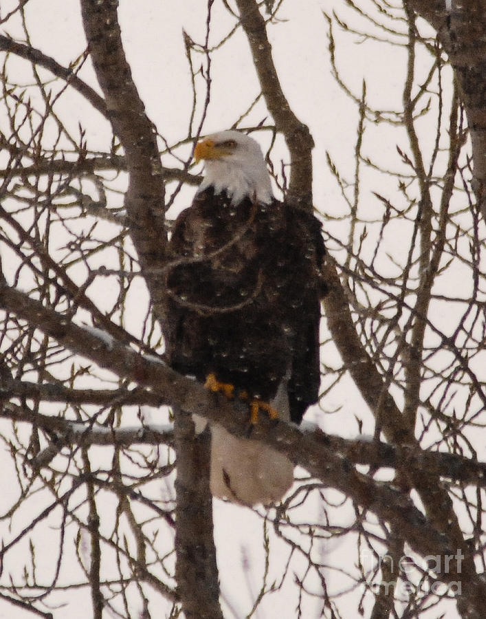 American Eagle Photograph by Grace Grogan