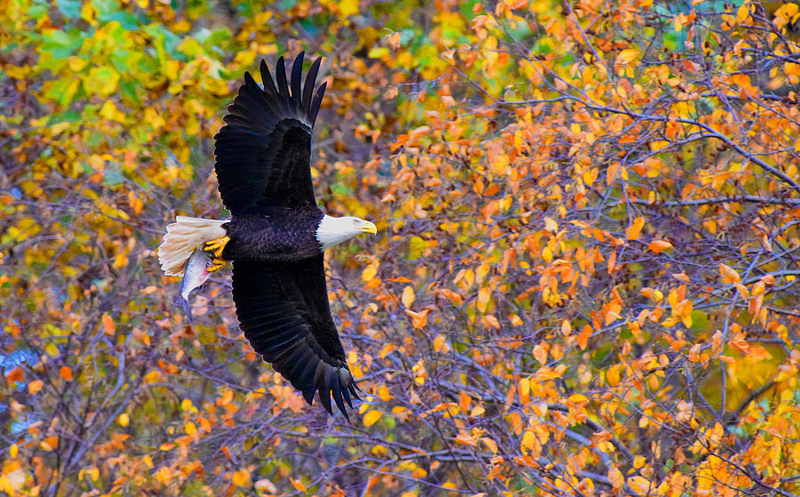 Eagle Photograph - American Eagle in Autumn by William Jobes