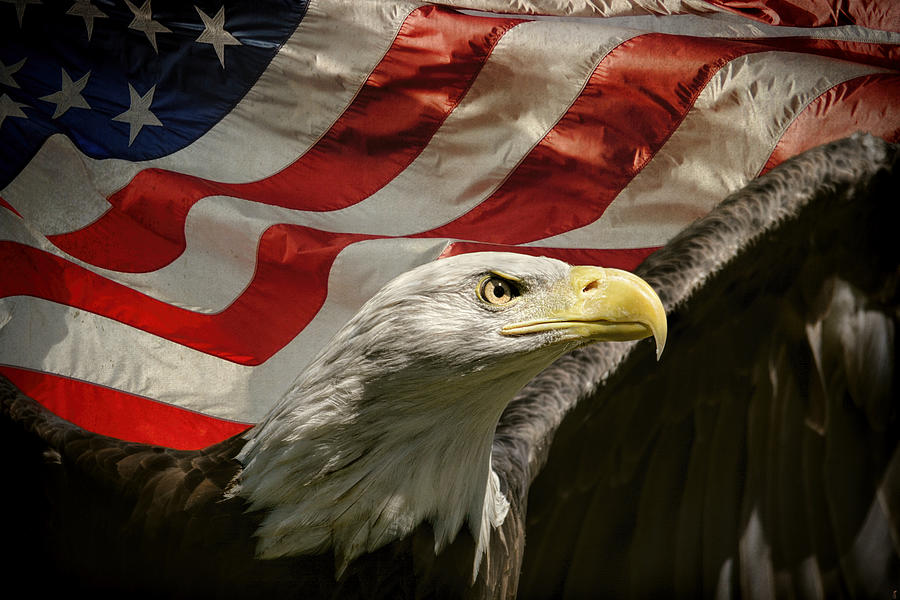 American Eagle Photograph by Jai Johnson