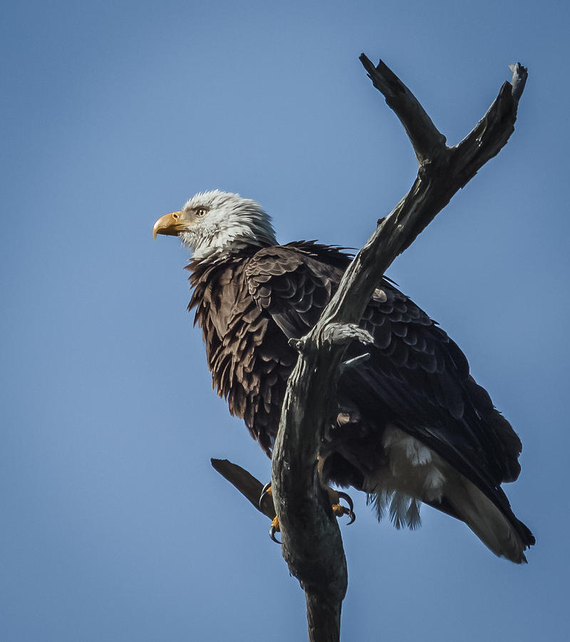 American Eagle Photograph by Jane Luxton