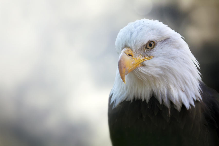 American Eagle Photograph by Jason Politte