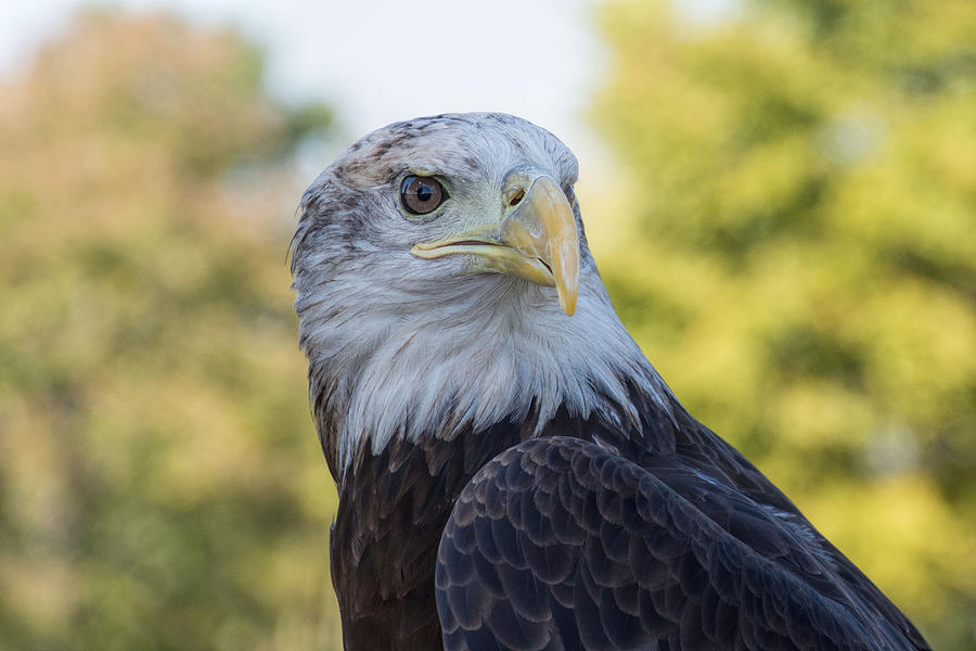 American Eagle Photograph by Jeanne May