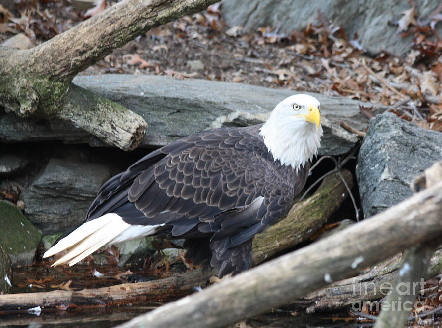 American Eagle Photograph by John Telfer