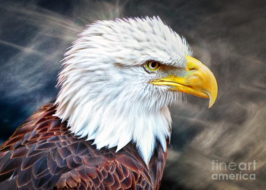American Eagle Photograph by Savannah Gibbs