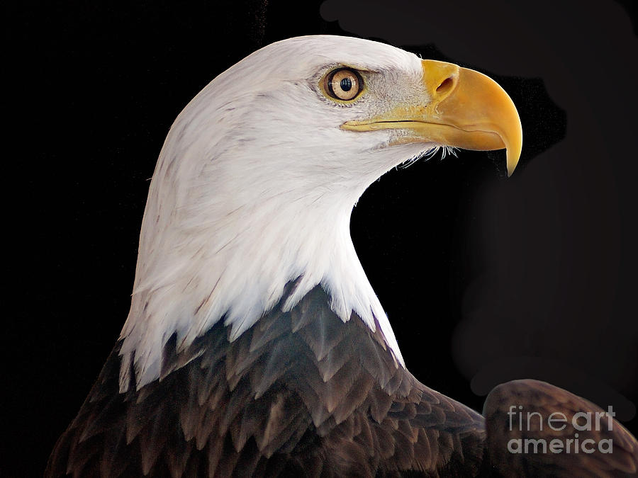 Eagle Photograph - American Eagle by Shannon Beck-Coatney