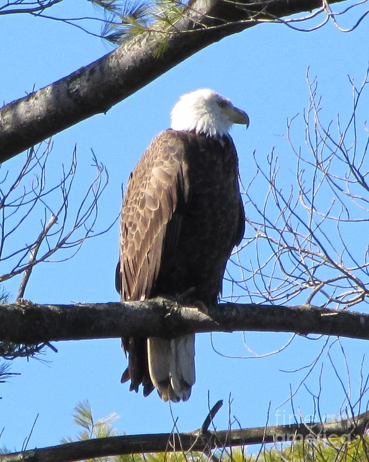 American Eagle In The Wilderness  Photograph by Susan Carella