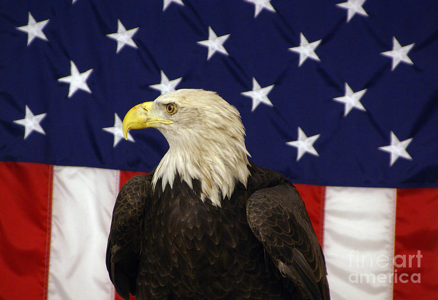 American Eagle and Flag Photograph by Tina Hailey