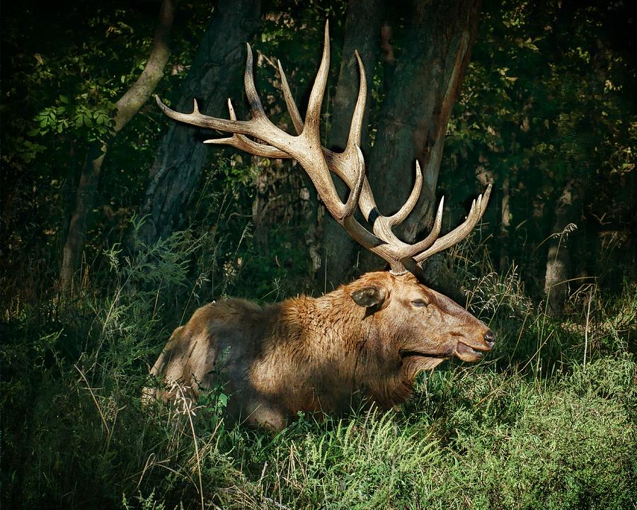 American Elk 2 Photograph by Nikolyn McDonald