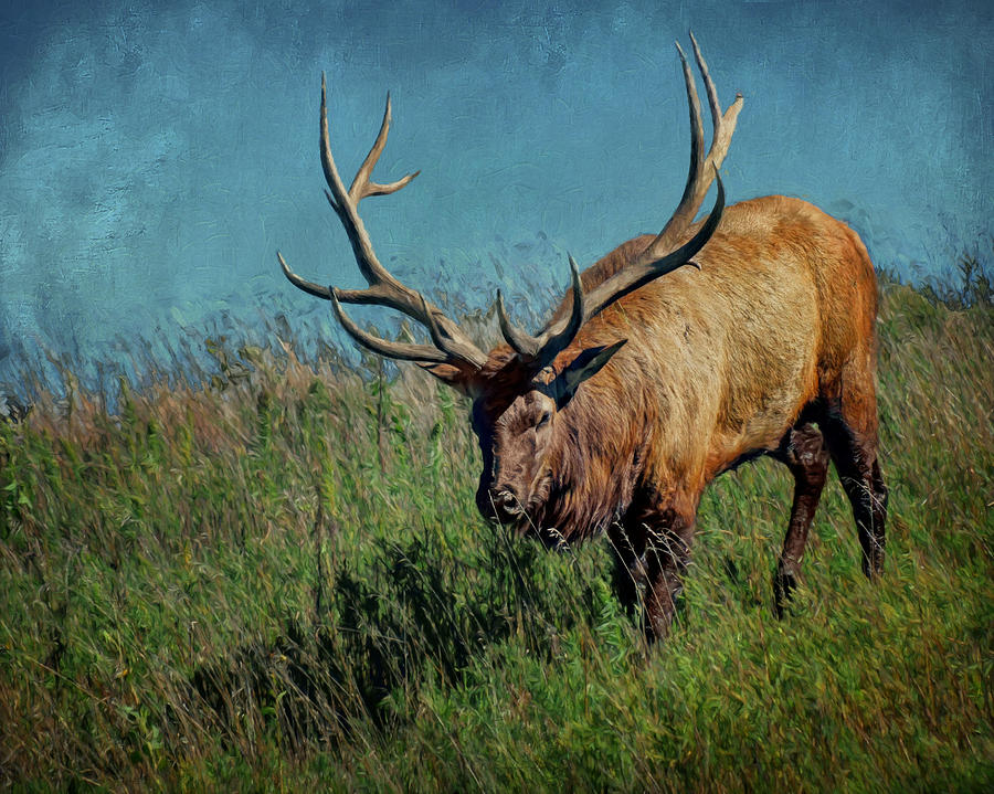 American Elk #3 Photograph by Nikolyn McDonald