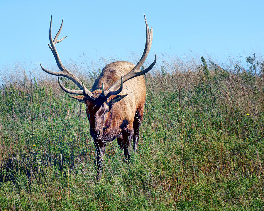 American Elk #4 Photograph by Nikolyn McDonald