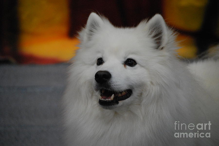 American Eskimo Dog Photograph by DejaVu Designs