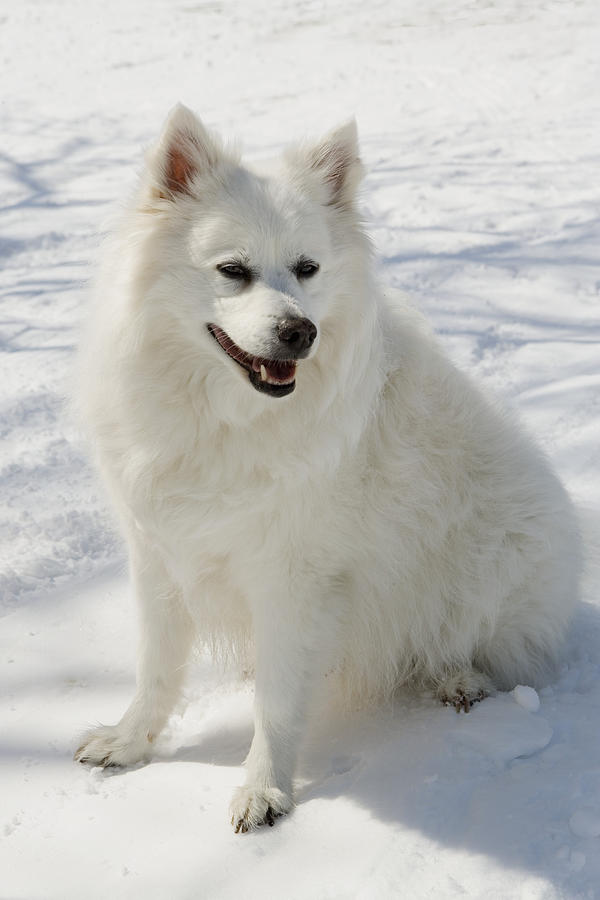 American Eskimo dog sitting on snowy hill, close-up Photograph by Philip Nealey