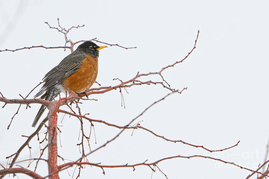 American Female Robin Photograph by James BO Insogna