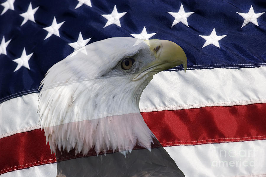 American Flag And Bald Eagle Photograph