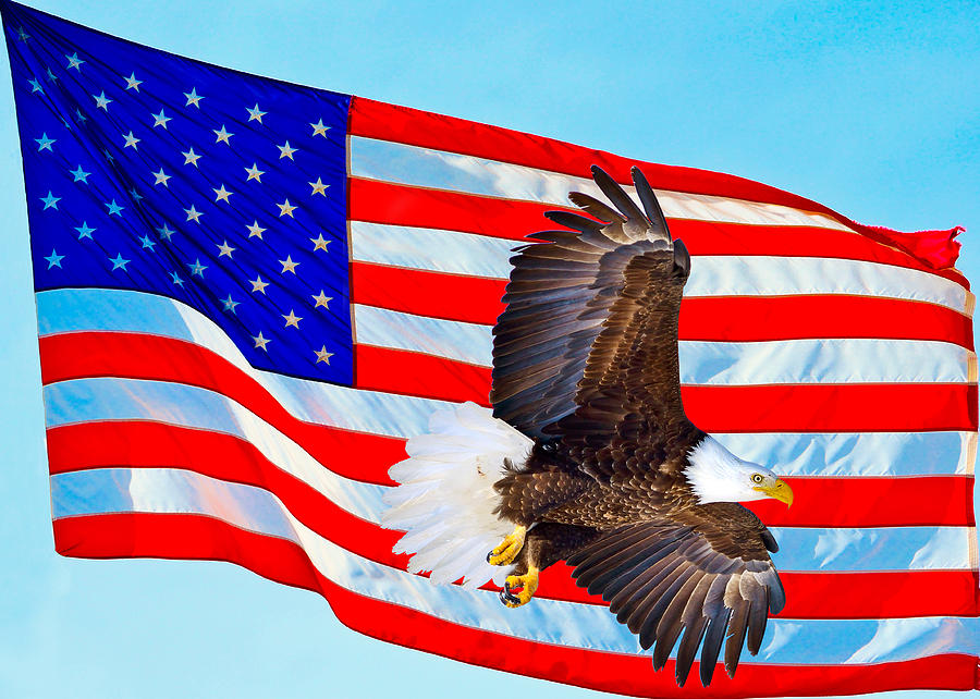 American Flag With Bald Eagle Photograph by Greg Norrell