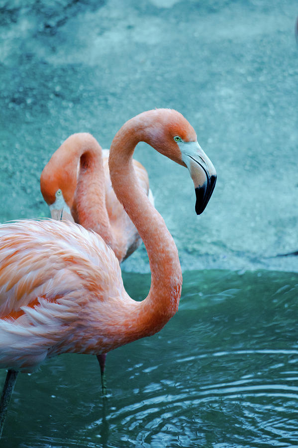 American Flamingo Photograph by Bhwehlage
