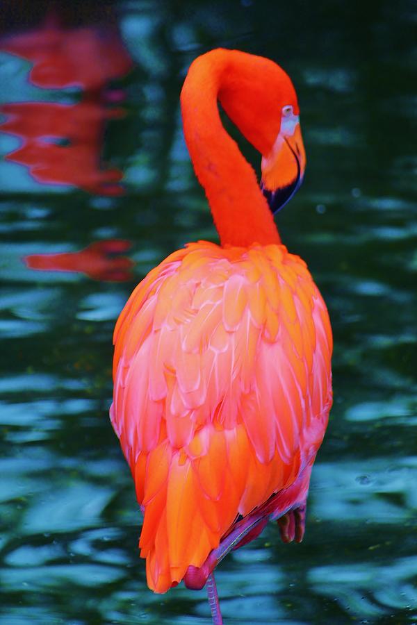 American Flamingo In Blue Photograph by William Rockwell