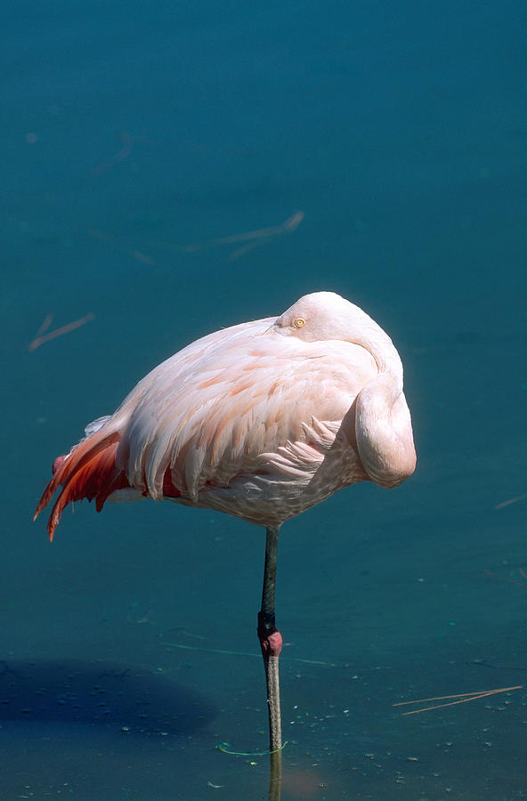American Flamingo Photograph by Millard H. Sharp