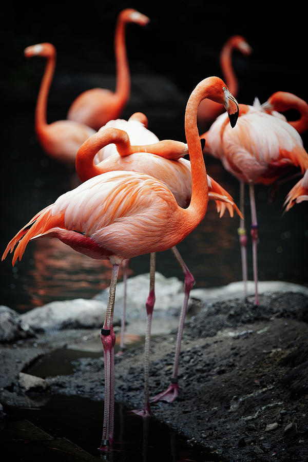 American Flamingo Photograph by Nobythai