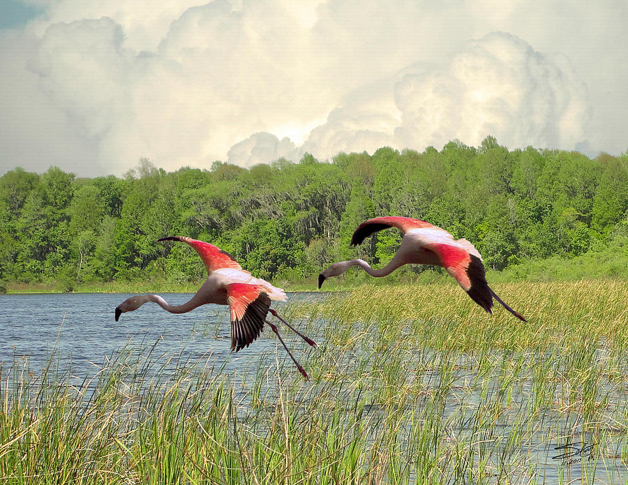 American Flamingo Pair Digital Art by M Spadecaller