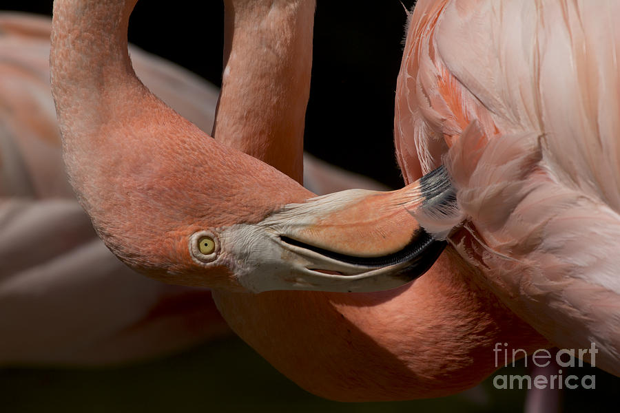 Nature Photograph - American Flamingo Photo by Meg Rousher