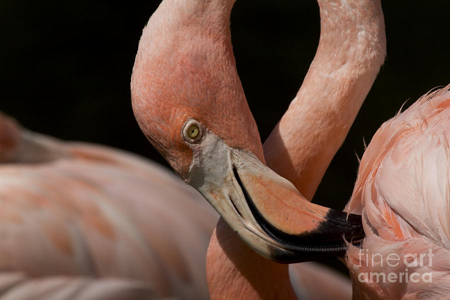 American Flamingo Photograph Photograph by Meg Rousher