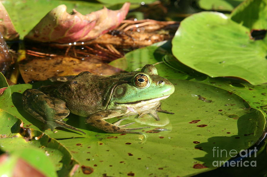 American Frog on Lily Pad Photograph by Neal Eslinger