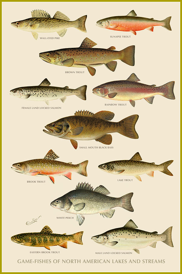 Fish Painting - American Game Fish by Gary Grayson