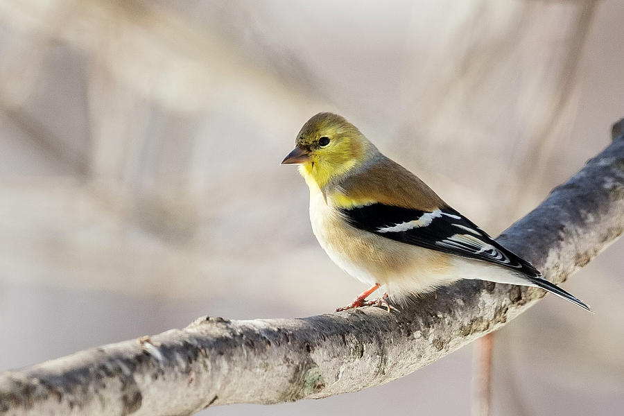 Finch Photograph - American Goldfinch by Bill Wakeley