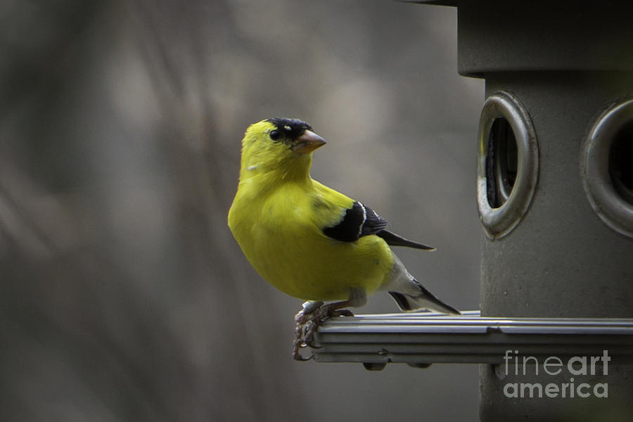 American Gold Finch Photograph by Brad Marzolf Photography