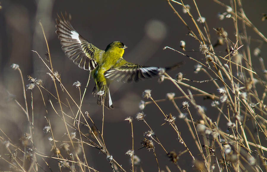 Nature Photograph - American Gold Finch by Brian Williamson