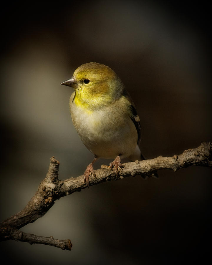 American Gold Finch Photograph by Lana Trussell