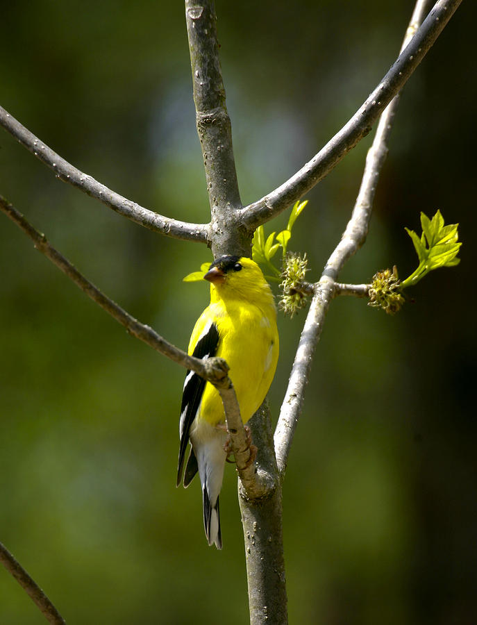 American Gold Finch Photograph by Robert Camp
