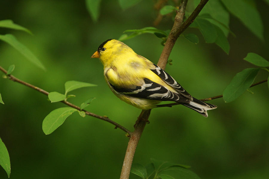American Goldfinch  #2 Photograph by Sandy Keeton