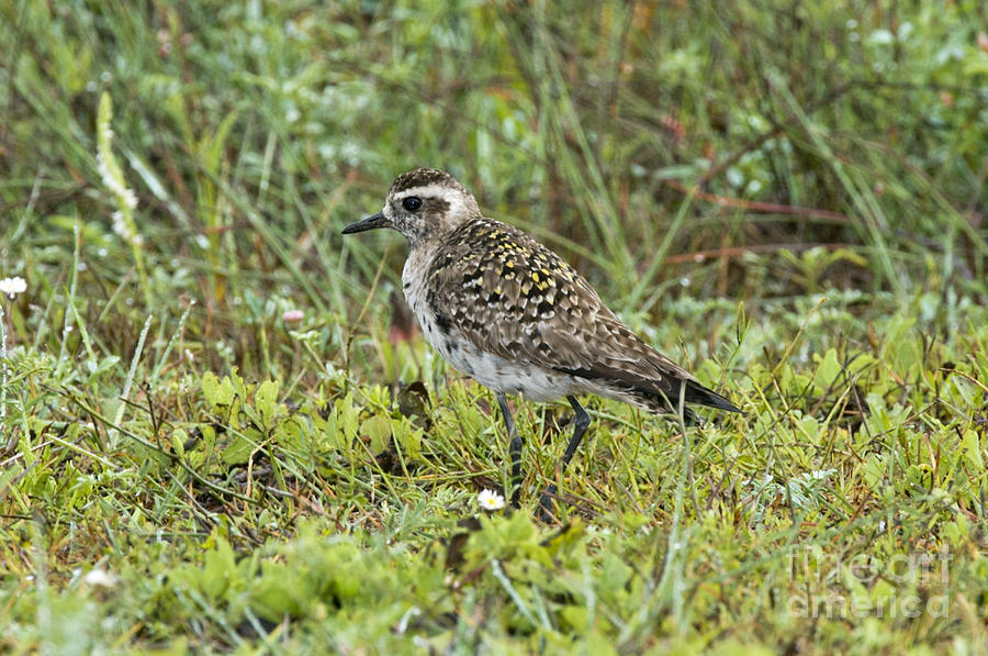 American Golden Plover Photograph by Anthony Mercieca