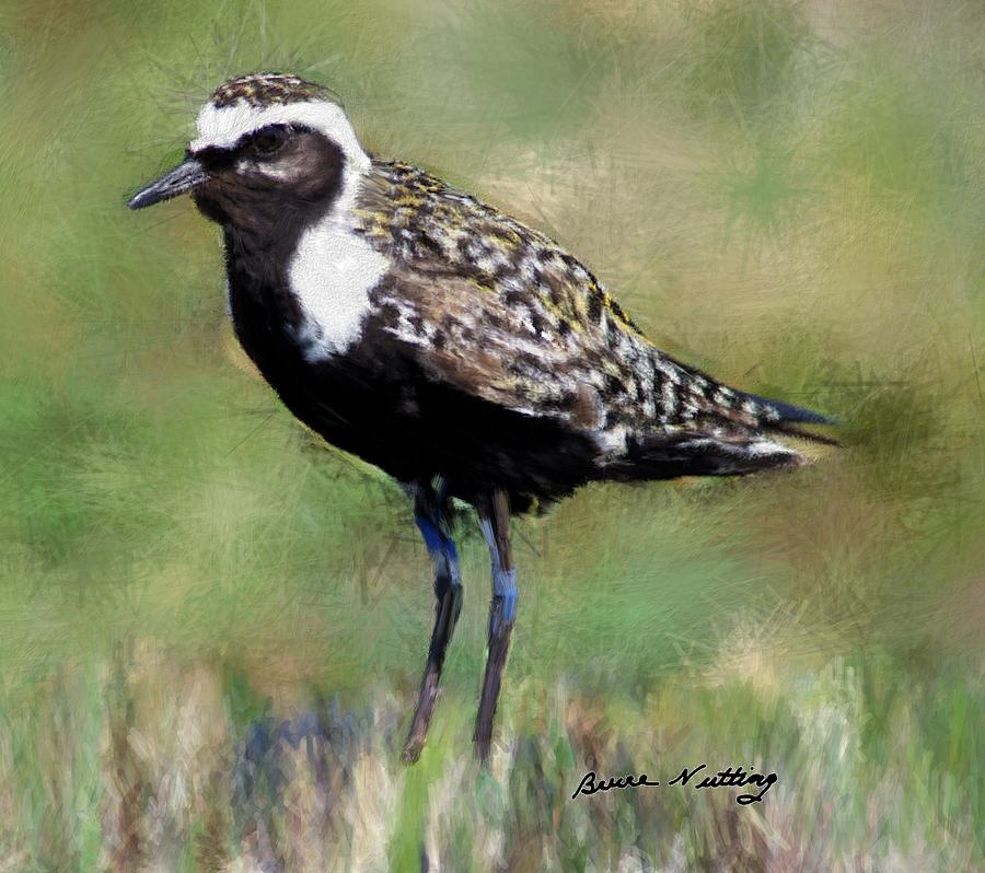 American Golden-Plover Painting by Bruce Nutting