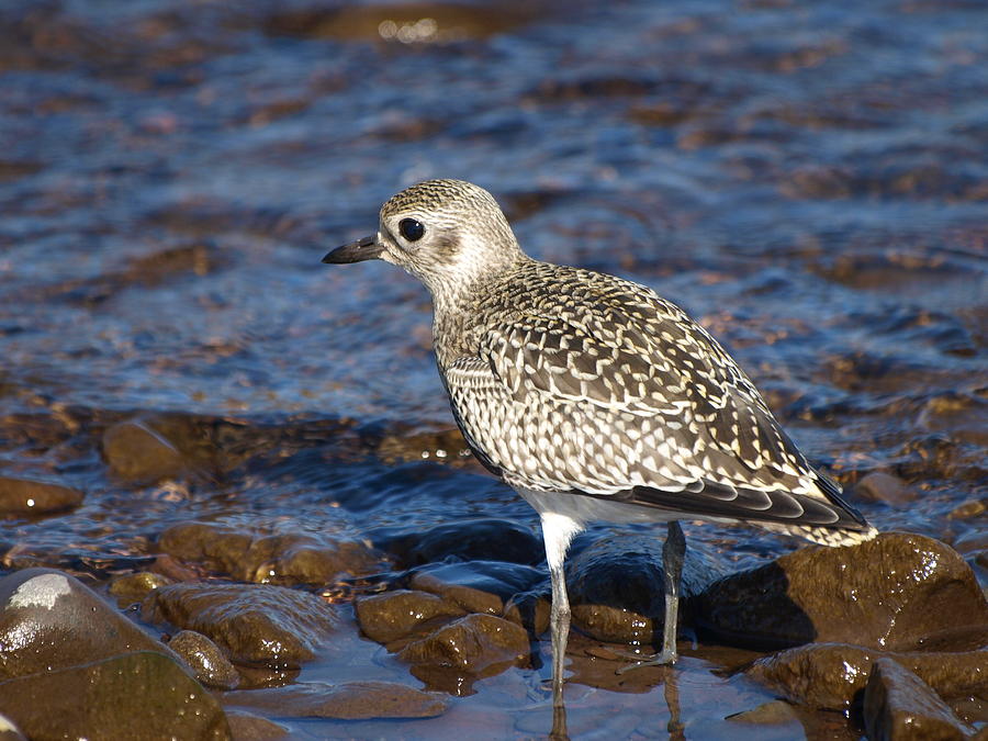 American Golden Plover Photograph by James Peterson